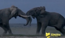 大象视频在线观看,在线观看，畅享视听盛宴